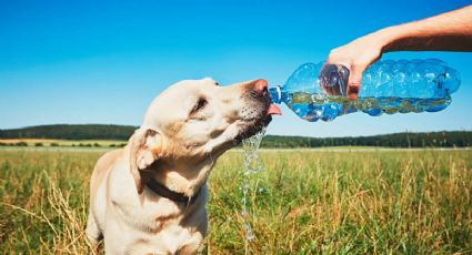 De esta manera los cambios climáticos afectan a las mascotas