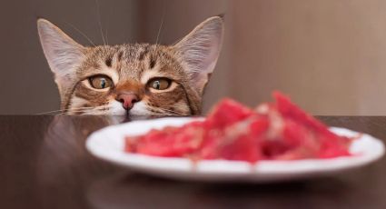 Alimentos prohibidos que debes evitar dar a tu gato