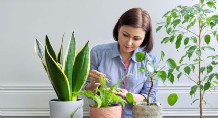 Estas son las plantas que atraen abundancia al hogar