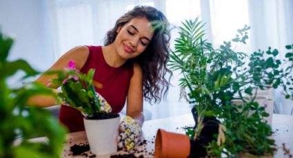 Estas son las flores que debes plantar en agosto para un jardín resplandeciente en septiembre