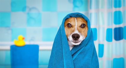 Consejos fundamentales para bañar a nuestras mascotas