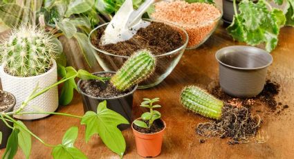 Estos son los 6 cactus ideales para el exterior de tu hogar