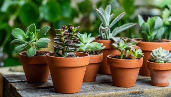 Mini suculentas: cuidados básicos para las plantas favoritas del hogar