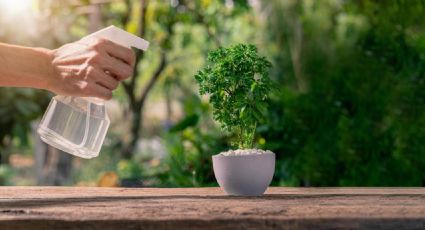 Plantas: remedio casero para salvar las hojas marchitas