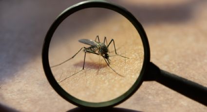 Los mosquitos te picarán más si usas este jabón