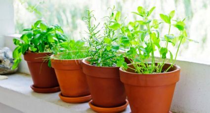 Plantas: las 5 aromáticas que no pueden faltar en tu hogar