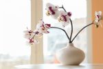 Todo lo que tenés que saber sobre las orquídeas, la planta de la buena suerte según el Feng Shui