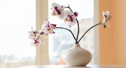 Todo lo que tenés que saber sobre las orquídeas, la planta de la buena suerte según el Feng Shui