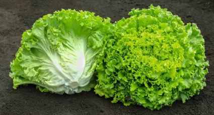 Ten en cuenta estas recomendaciones de los expertos si piensas comer lechuga