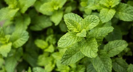 Cómo tener una planta de menta y cuáles son sus beneficios para el hogar