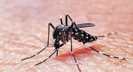 Salud: cómo prevenir el dengue por picaduras de mosquitos