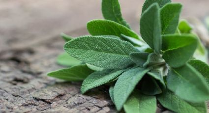 Salvia: paso por paso, cómo purificar el hogar y la oficina con esta planta aromática