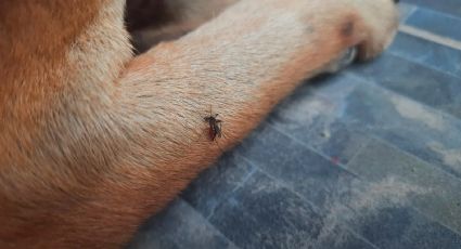 Cómo prevenir que los mosquitos piquen a las mascotas