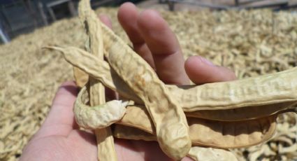 El tesoro oculto de la algarroba, la legumbre que pocos se animaron a probar