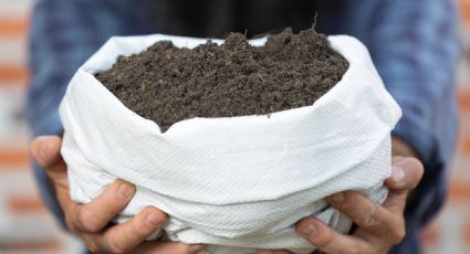 La mejor combinación de sustrato para tus plantas jóvenes