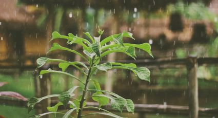 Cómo resguardar y emplear bien el agua de lluvia para las plantas