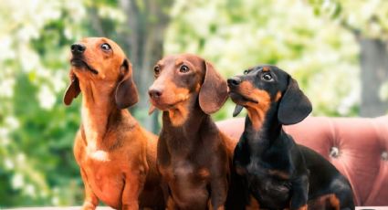 Mascotas: por qué se celebra hoy en Argentina el Día del Perro Salchicha