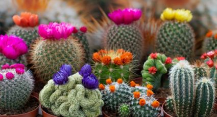 Plantas: los mejores cactus para lo que resta del verano