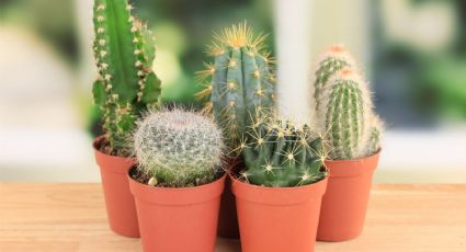 Cactus: el significado escondido detrás de recibir uno como regalo