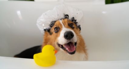 Shampoo natural para perros: aprende a hacerlo desde casa y no compres más en las veterinarias