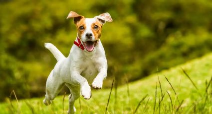 Mascotas: cómo educar a un perro hiperactivo