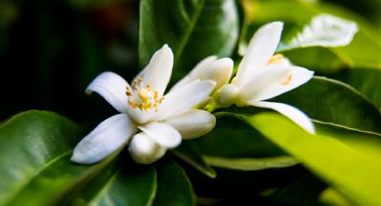 Flor de azahar: por qué las embarazadas deberían tomar un té de esta flor