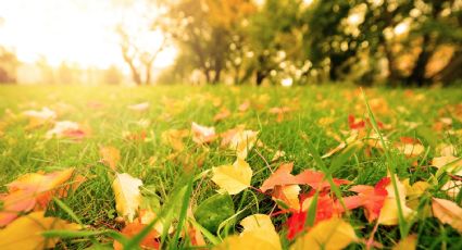 Cómo tener un jardín de otoño en casa, sencillo y fácil