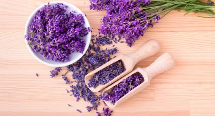 Lavanda: cómo aromatizar tu hogar y ropa con las flores de esta planta