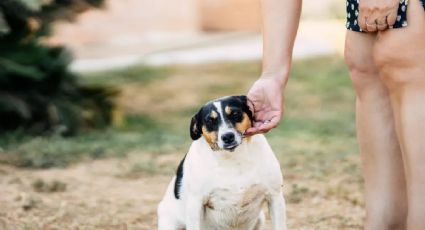 Mascotas: cómo evitar la obesidad y mejorar la salud de los perros