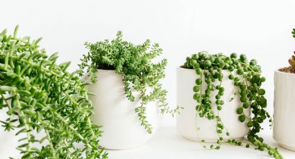 Suculentas: plantas colgantes para decorar tu hogar