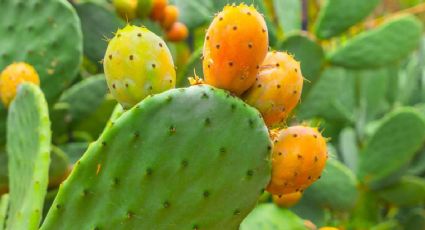 El cactus que seguro tienes cerca y no sabías que se come y que contiene un sinfín de beneficios