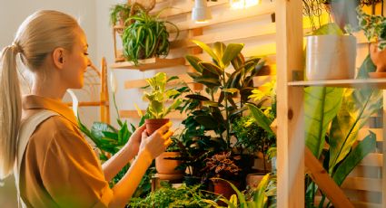 Estas son las plantas que protegerán tu hogar de energías no anheladas