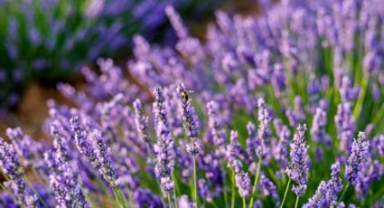 Lavanda, la planta que te ayudará a mejorar tu salud drásticamente