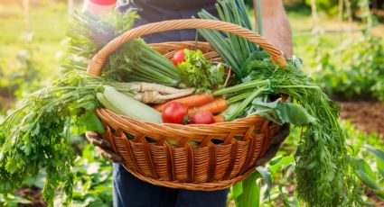 Huerta: cómo crearla y qué plantar en el otoño