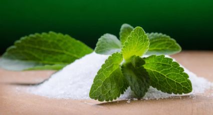 Stevia: todo lo que debes saber sobre los beneficios de esta planta increíble