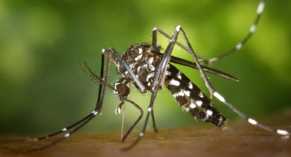 Cosas que no debes hacer si quieres evitar la picadura del Dengue