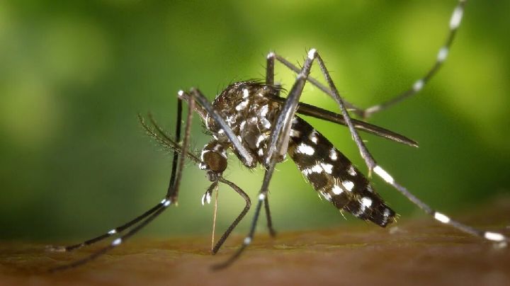 Dengue: cómo identificar al mosquito y a qué hora pica