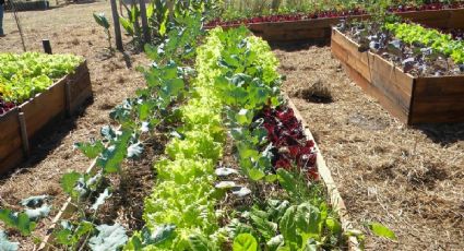 Verduras: qué se puede sembrar en otoño