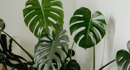 Monstera Deliciosa: cómo cuidarla para que crezca sana y resistente