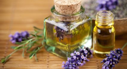 Si tienes lavanda en casa, aprovecha sus beneficios potenciados haciendo esta tintura madre