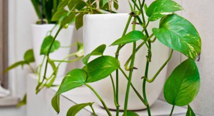 Cambia radicalmente la decoración de tu baño con estas plantas de interior