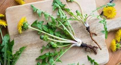 Diente de León es una planta llena de propiedades medicinales