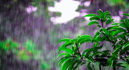 Plantas: 5 recomendaciones para protegerlas de las lluvias