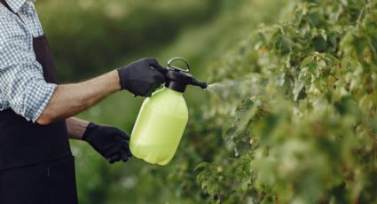 Plantas: receta casera para lograr 2 fertilizantes infalibles