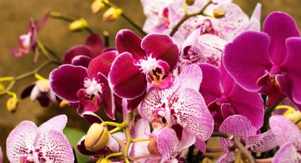 Orquídea: con un increíble significado espiritual y siendo una de las más especiales, te contamos cómo cuidarla
