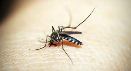 Dengue: medidas preventivas y señales de alarma que debes tener en cuenta