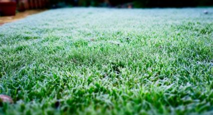 Te contamos cómo tener el césped verde en invierno