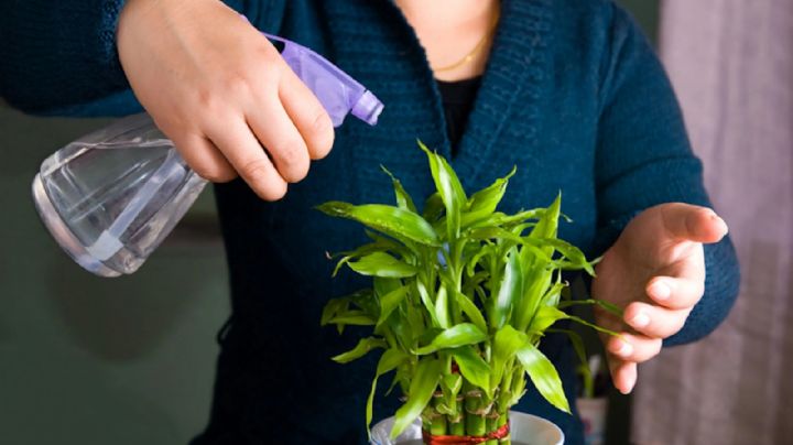 Medicinal: estas son las plantas más curativas que podés tener en tu casa