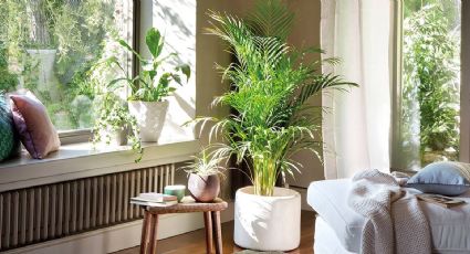 Estas son las plantas que más renovarán el oxígeno de tu hogar