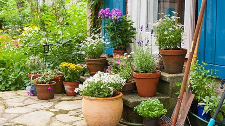 Cómo proteger las plantas con las primeras heladas del otoño